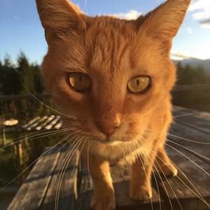 Meet your Posher, Autumn